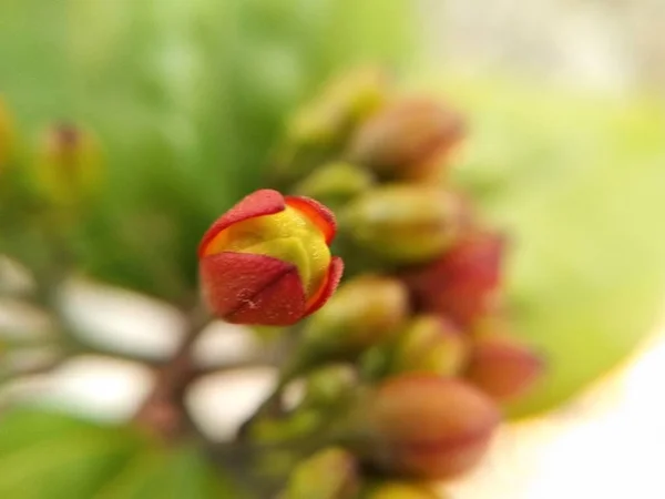 Retrato Bud Flor — Fotografia de Stock