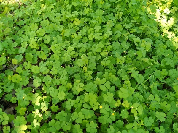 Picture Green Grass — Stock Photo, Image