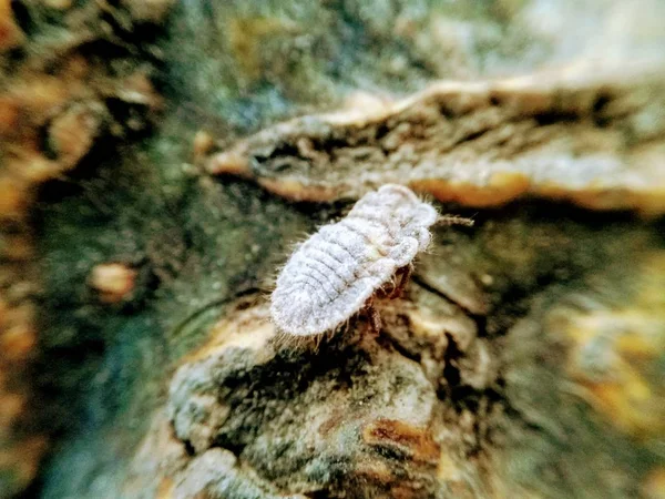 Una Imagen Macro Insecto Blanco — Foto de Stock