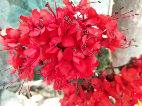 Picture Red Flowers — Stock Photo, Image