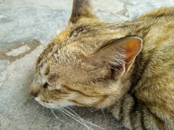 Una Foto Del Gato Dormido —  Fotos de Stock