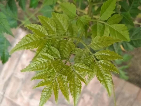 A picture of thin leafs