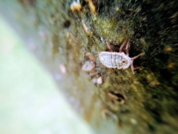 Una Foto Del Escarabajo Blanco — Foto de Stock