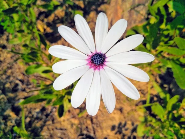 Изображение Белого Цветка — стоковое фото