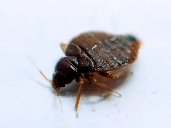 Bedbug Vit Bakgrund — Stockfoto