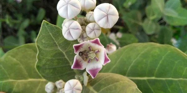 Bee Calotropis Gigantia Flower — Stock Photo, Image