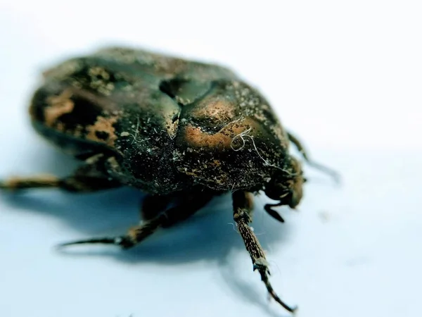 Beyaz Bir Arka Plan Üzerinde Izole Siyah Böceği — Stok fotoğraf