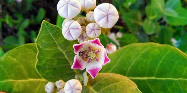 Bud Flower Calotropis Gigantia — Stock Photo, Image