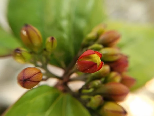 Primer Plano Sobre Los Brotes Flores — Foto de Stock