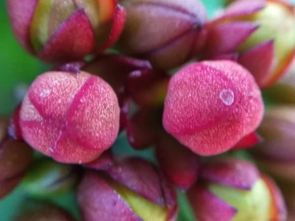 Uma Imagem Botões Flores Vermelhas — Fotografia de Stock