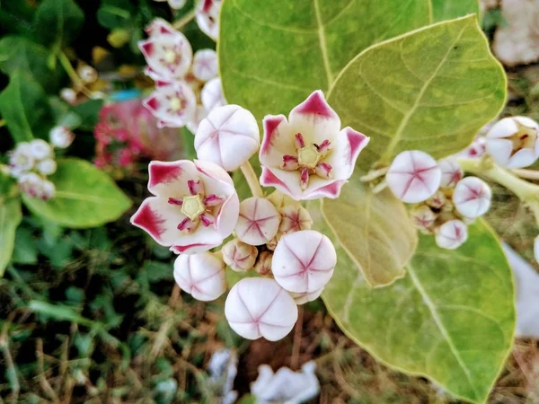 Calotrobi Gigantia Madar Flowe — Stok fotoğraf