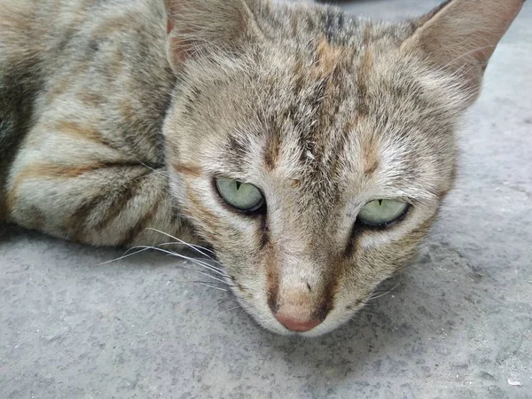 Kedi Gözlerine Yakın — Stok fotoğraf