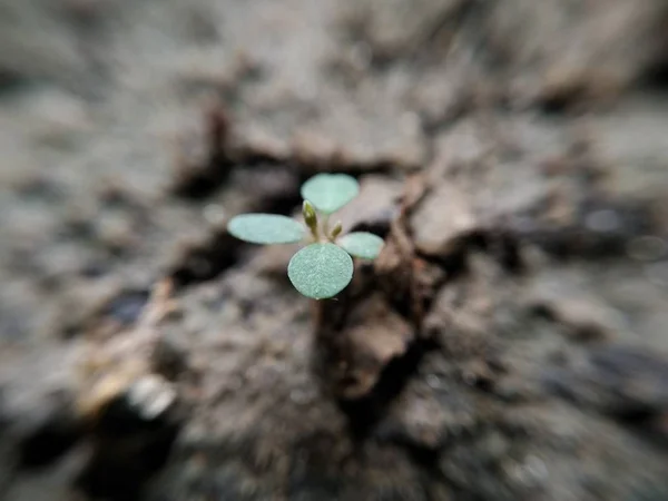 Close Granaatappel Plant — Stockfoto