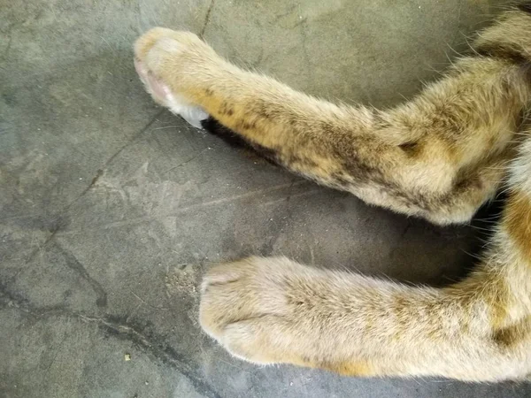 Foot\'s of female cat