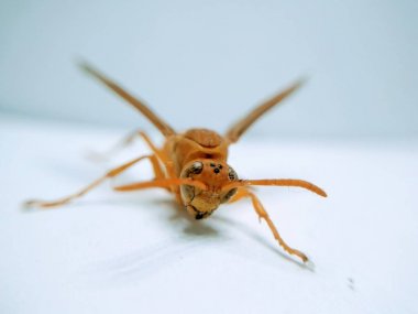 Beyaz arkaplanda yaban arısı izole edildi