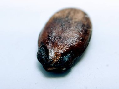 Beyaz arka planda izole karpuz tohumu