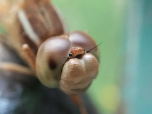 Macro Closeup Dragonfly — Stock Photo, Image