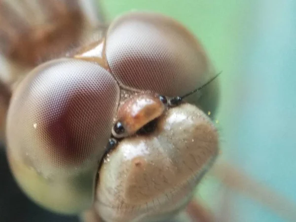 Macro Gros Plan Sur Les Yeux Libellule — Photo