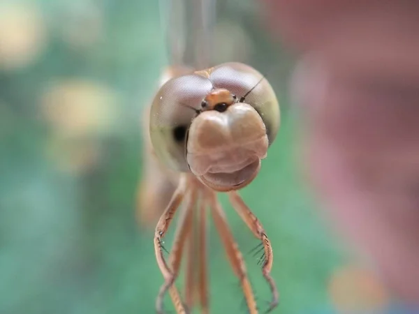 Macro Vista Boca Libélula — Fotografia de Stock