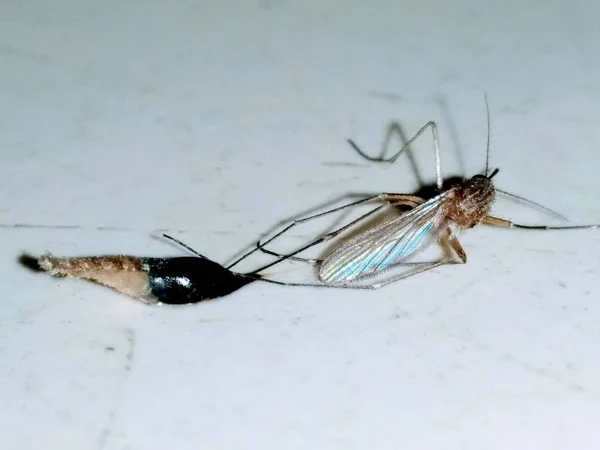 Beyaz Zeminde Sivrisinek — Stok fotoğraf