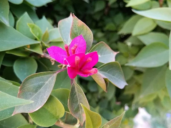 Park Pembe Çiçek — Stok fotoğraf