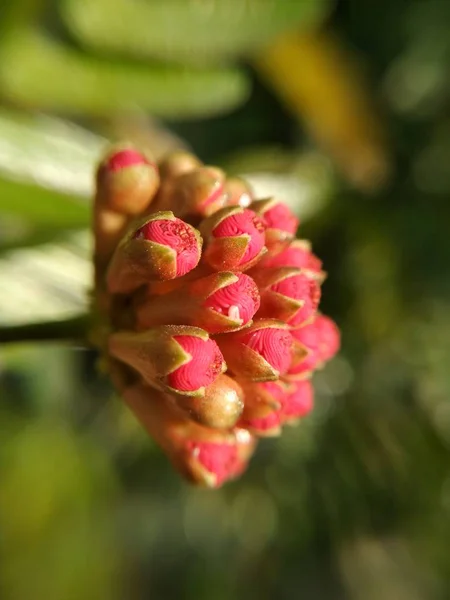 Flores Rosa Bud Com Fundo Desfocado — Fotografia de Stock