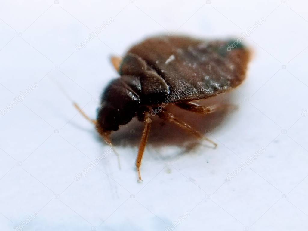  Macro closeup on bedbug
