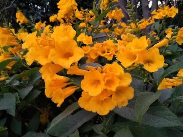 Yallow Flowers Garden — Stock Photo, Image
