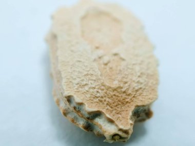 Beyaz arka planda izole acı kabak tohumu bir resim