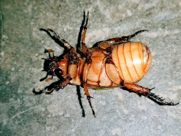 Una Foto Escarabajo Suelo Oscuro — Foto de Stock