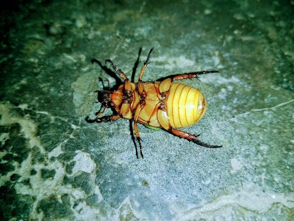 Una Imagen Escarabajo Marrón Suelo Oscuro — Foto de Stock