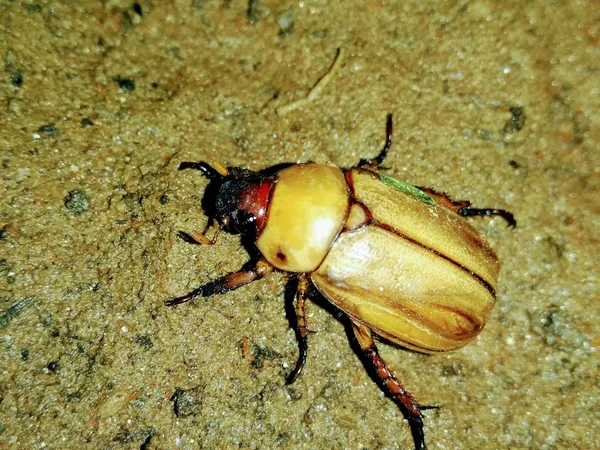 土壌上の茶色のカブトムシの写真 — ストック写真