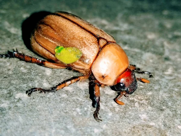 Karanlık Katta Izole Beetle — Stok fotoğraf