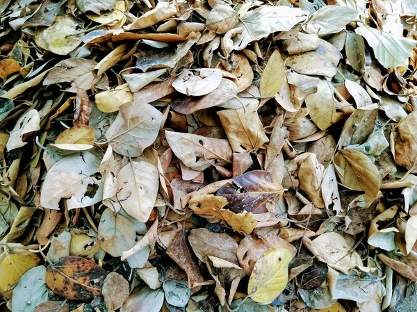 Ein Bild Von Trockenen Blättern Park — Stockfoto