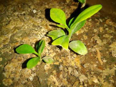 Bulanıklık arka plan ile limon bitkilerin bir resim