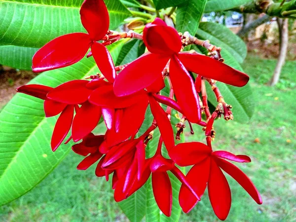 Immagine Fiori Rossi Con Sfondo Sfocato — Foto Stock