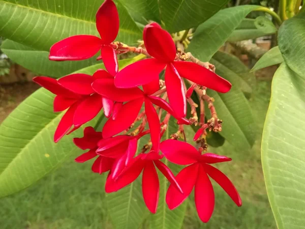 Een Foto Van Rode Bloemen Tuin — Stockfoto