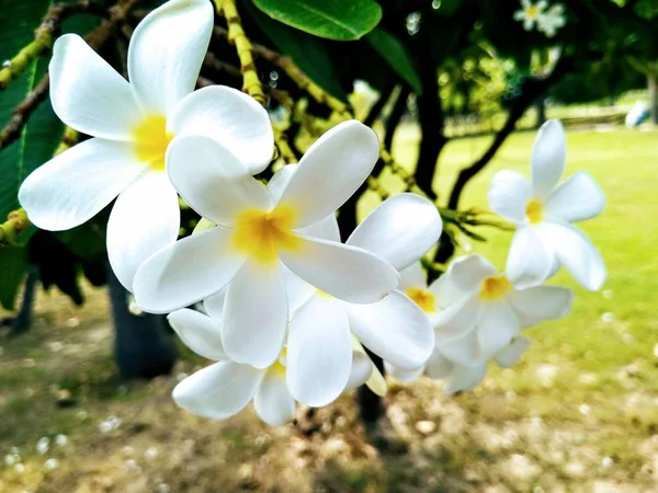 Una Imagen Flor Blanca Con Fondo Borroso — Foto de Stock