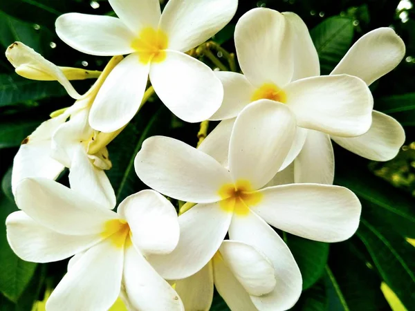 ぼかしの背景を持つ白い葉の花の写真 — ストック写真