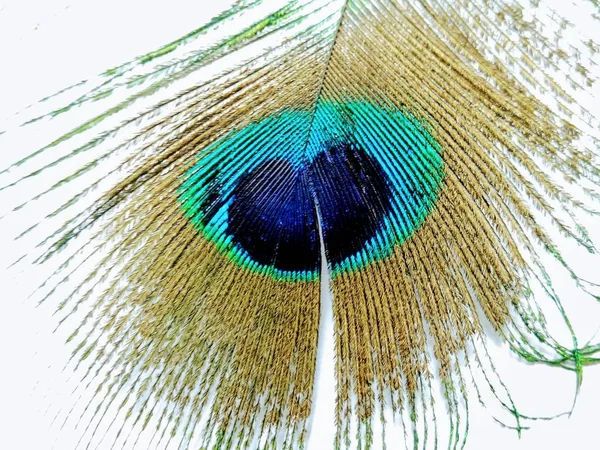 Beyaz Arka Plan Üzerinde Tavus Kuşu Tüyü Bir Resim — Stok fotoğraf