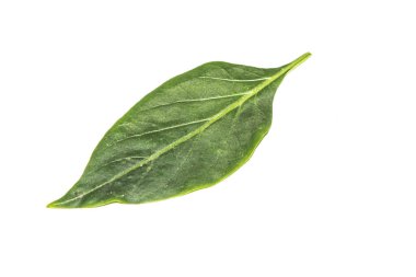 Acı biber yapraklarının resmi.