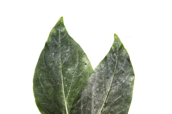 Picture Chili Plant Leafs — Stock Photo, Image