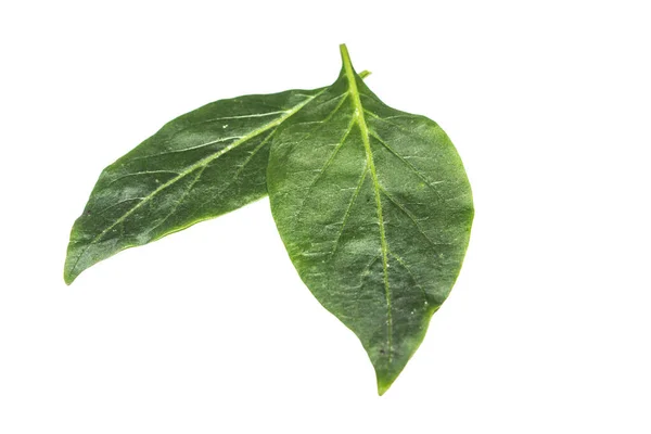Picture Chili Plant Leafs — Stock Photo, Image