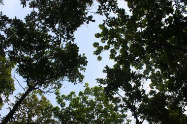 Seçili yaprakların resmi