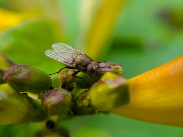 Uma Imagem Abelha Com Foco Selecionado — Fotografia de Stock