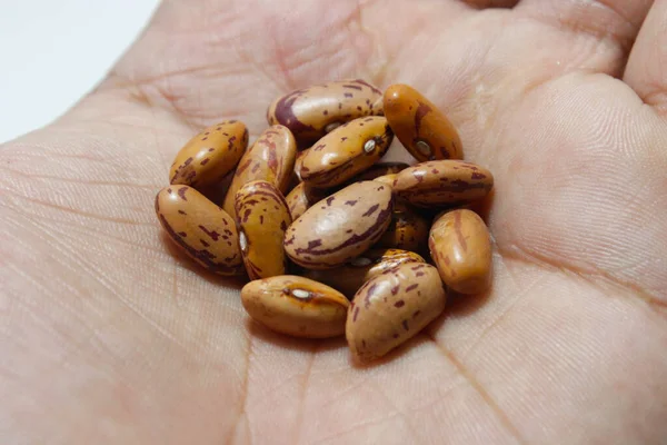 Sebuah Gambar Kacang Ginjal Merah — Stok Foto