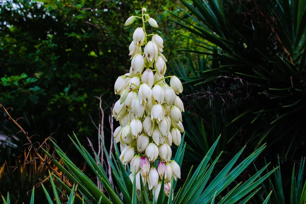 Seçili odaklı bir çiçek resmi