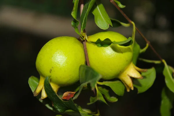 Ein Bild Von Granatapfel Mit Ausgewähltem Fokus — Stockfoto