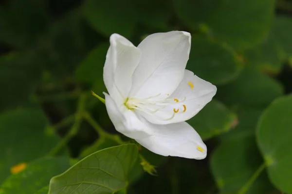 Picture Flowers Selected Focus — Stock Photo, Image