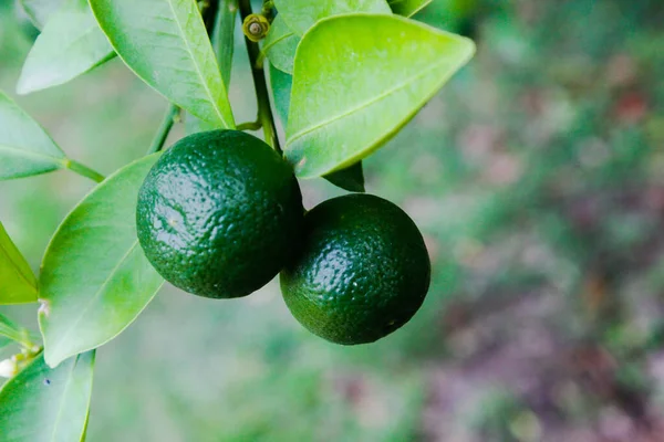 Picture Green Lemon — Stock Photo, Image